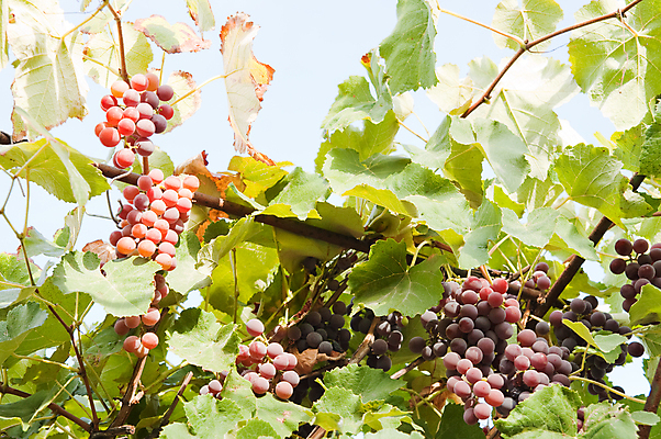 포토 JPG 해외이미지 식물 계절 열매 음식 백그라운드 농업 채소 과일 재료 부분 자연 포도 건강 사람없음 빨간색 초록색 여름 빛 노란색 바구니 보라색 수확 성장 가을 신선 변화 달콤 다발 수집 상쾌 유기농 날것 포도나무 흙더미 내추럴 구성 숙성 채식주의자 해외202004 해외포토 웰빙 감정 산업 컬러 컨셉 흙 맛 과일나무 생태계 채식 파일형식 더미 이미지허브