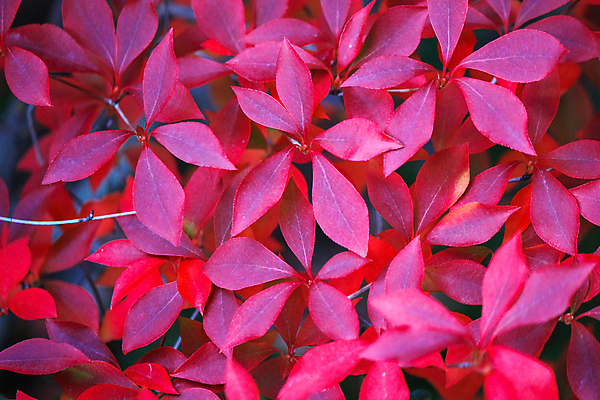 포토 JPG 해외이미지 공원 꽃 행복 분홍색 백그라운드 잎 자연 휴식 풍경 사람없음 빨간색 초록색 컬러풀 노란색 정원 보라색 봄 활발 벚꽃 신선 자주색 강렬 동물상 해외202004 해외포토 식물 계절 공공시설 감정 컬러 컨셉 조형물 생태계 파일형식 이미지허브
