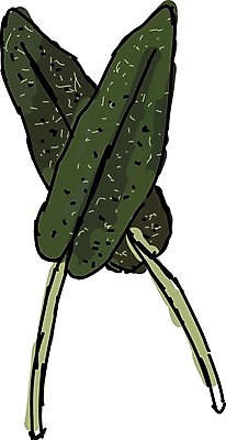 EPS 해외이미지 식물 라이프스타일 손 디자인 꽃 음식 백그라운드 꽃무늬 패턴 일러스트 잉크 요리 미술 세트 약 수확 흰색 신선 약초 수집 허브 향신료 향 아로마테라피 블랙베리 라벤더 로즈메리 내추럴 금잔화 고립 세이지 추출 캐모마일 해외202004 해외일러스트 컬러 무늬 농업 과일 의학 문화예술 생활 신체부위 풀 테라피 향미료 파일형식 벡터 이미지허브