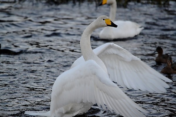 포토 JPG 해외이미지 사람없음 백조 해외202004 해외포토 조류 파일형식 이미지허브