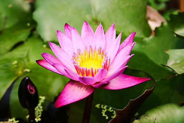 포토 JPG 해외이미지 식물 계절 꽃잎 꽃 호수 선 분홍색 백그라운드 잎 꽃무늬 패턴 자연 사람없음 야외 초록색 물 컬러풀 노란색 평화 환경 정원 보라색 검은색 젖음 벚꽃 흰색 연못 개화 우아함 닫기 제비꽃 묘사 명상 싱글 내추럴 이국적 해외202004 해외포토 자연요소 컬러 컨셉 무늬 모션 생태계 파일형식 이미지허브