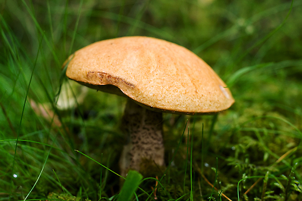 포토 JPG 해외이미지 음식 백그라운드 다이어트 채소 재료 자연 건강 요리 사람없음 초록색 갈색 환경 저녁식사 버섯 수확 흰색 신선 그룹 숲 묘사 오브젝트 유기농 날것 내추럴 곰팡이 생식 식용 채식주의자 해외202004 해외포토 웰빙 컬러 농업 식사 생태계 채식 파일형식 이미지허브