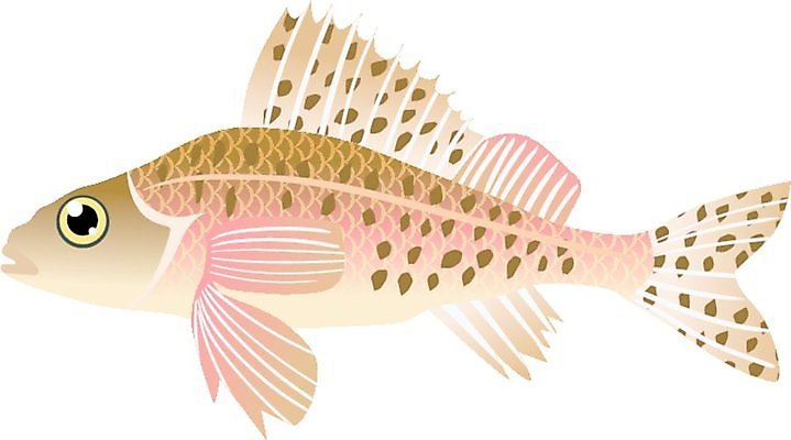 EPS 해외이미지 동물 캐릭터 디자인 일러스트 자연 동물원 어류 만화 그림 생물학 고립 해외202004 해외일러스트 일러캐릭터 교육 수중동물 생태계 파일형식 벡터 이미지허브