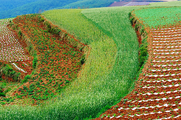 포토 JPG 해외이미지 아시아 여행 밭 농업 풍경 사람없음 빨간색 초록색 농작물 컬러풀 농경지 노란색 중국 시골 땅 밀 밭일 해외202004 해외포토 나라 산업 컬러 곡류 농장 파일형식 이미지허브