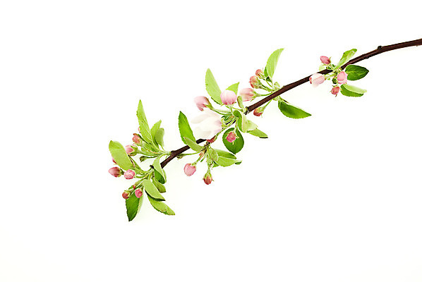 포토 JPG 해외이미지 나무 식물 꽃잎 꽃 잎 꽃무늬 패턴 과일 자연 사람없음 야외 장식 초록색 정원 봄 성장 벚꽃 흰색 나뭇가지 신선 개화 사과 과수원 묘사 원예 아로마 내추럴 꽃수술 해외202004 해외포토 계절 컬러 무늬 농업 취미 생태계 파일형식 이미지허브