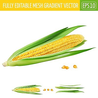 EPS 해외이미지 클립아트 음식 조각 잎 일러스트 재료 포장 자연 옥수수 요리 그래픽 장식 컬러풀 꼬리표 라벨 주방 식당 수확 신선 맛 시리얼 먹기 에코 유기농 날것 배지 통조림 내추럴 고립 숙성 채식주의자 현실 해외202004 해외일러스트 식물 웰빙 컬러 컨셉 농업 모션 곡류 프레임 환경 상점 생태계 채식 파일형식 벡터 이미지허브