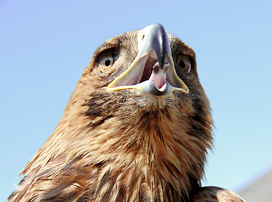 포토 JPG 해외이미지 동물 날개 자연 조류 하늘 사람없음 머리 검은색 펼침 수확 기도 표현 가죽 심볼 깃털 입술 사냥 부리 독수리 쇼 육식동물 대머리 리갈 해외202004 해외포토 헤어스타일 컬러 농업 모션 신체부위 생태계 파일형식 이미지허브
