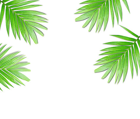 포토 JPG 해외이미지 나무 식물 줄기 백그라운드 잎 패턴 곡선 부분 자연 손바닥 사람없음 초록색 여름 성장 흰색 나뭇가지 숲 싱글 코코넛 내추럴 고립 해외202004 해외포토 손 계절 선 컬러 무늬 과일 생태계 파일형식 이미지허브