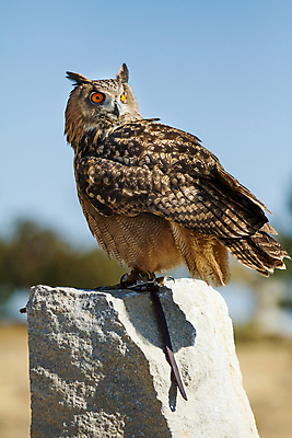 포토 JPG 해외이미지 동물 한마리 응시 야생동물 날개 포유류 자연 조류 서기 사람없음 야외 갈색 머리 관찰 깃털 사냥 육식동물 부엉이 사냥꾼 멸종 내추럴 힘찬 해외202004 해외포토 직업 1 시선 컬러 컨셉 모션 신체부위 생태계 파일형식 이미지허브