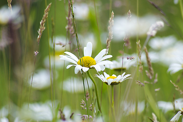 포토 JPG 해외이미지 식물 계절 꽃잎 꽃 줄기 꽃무늬 밭 씨앗 사람없음 야외 초록색 햇빛 환경 정원 봄 들꽃 성장 벚꽃 흰색 시골 신선 개화 데이지 향기 냄새 아로마 장면 꽃가루 내추럴 취급주의 캐모마일 많음 해외202004 해외포토 컬러 컨셉 무늬 농업 경고 태양 가루 허브 파일형식 이미지허브