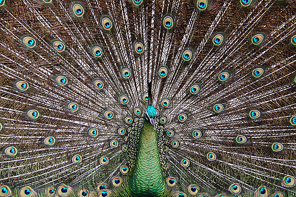 포토 JPG 해외이미지 동물 남자 아시아 조류 종류 사람없음 초록색 기차 오픈 수비 황금 공작 깃털 꼬리 멸종 동쪽 남쪽 해외202004 해외포토 멸종위기종 나라 육상교통 컬러 모션 대중교통 사람 방향 파일형식 이미지허브