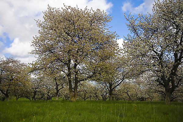 포토 JPG 해외이미지 나무 식물 계절 꽃잎 꽃 꽃무늬 하늘 새로움 사람없음 파란색 정원 맑음 봄 기쁨 벚꽃 나뭇가지 체리 사과 지역 폴란드 깊이 꽃수술 해외202004 해외포토 감정 유럽 컬러 컨셉 무늬 과일 날씨 파일형식 이미지허브