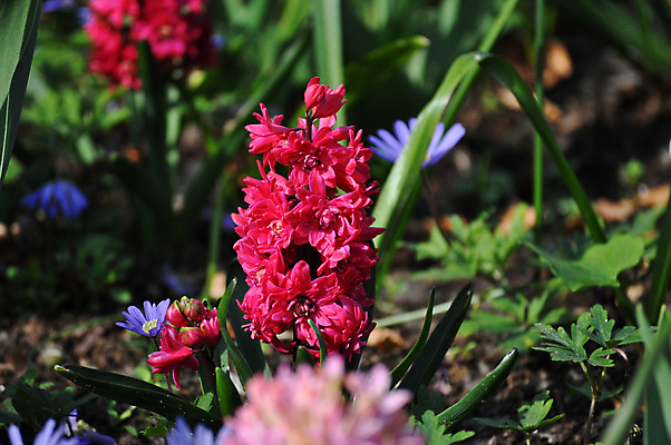 포토 JPG 해외이미지 식물 전통 꽃 전구 사람없음 봄 튤립 벚꽃 침대 4월 5월 네덜란드 화단 히아신스 해외202004 해외포토 계절 유럽 가구 날짜 파일형식 이미지허브