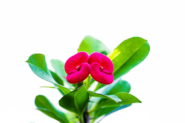 포토 JPG 해외이미지 식물 꽃 화초 분홍색 꽃다발 백그라운드 잎 꽃무늬 자연 추상 취미 사람없음 내부 장식 빨간색 초록색 물 노란색 정원 성장 벚꽃 흰색 개화 가시 작음 허브 내추럴 고립 블러 특별함 카피스페이스 해외202004 해외포토 자연요소 컬러 컨셉 무늬 공백 크기 생태계 파일형식 이미지허브