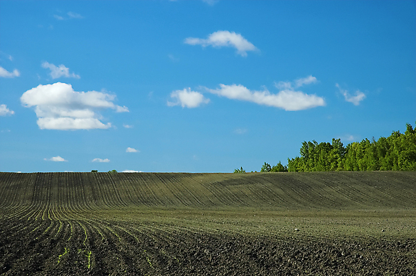 포토 JPG 해외이미지 나무 식물 계절 선 밭 농업 자연 하늘 콩 씨앗 풍경 사람없음 야외 초록색 여름 파란색 농작물 농장 농경지 환경 맑음 봄 성장 흰색 시골 고독 장면 7월 내추럴 대두 땅바닥 밭일 생태학 수평선 해외202004 해외포토 교육 감정 산업 컬러 날씨 곡류 바닥 날짜 생태계 파일형식 이미지허브