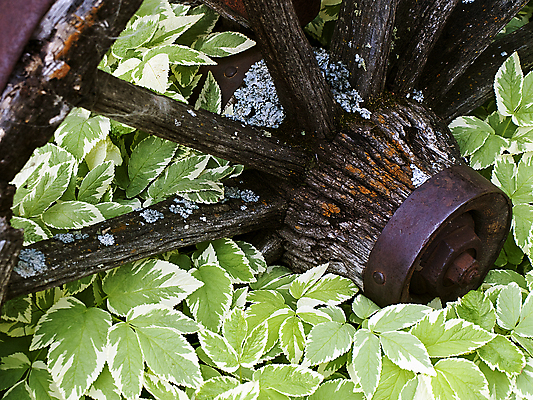 포토 JPG 해외이미지 여행 백그라운드 농업 교통시설 날씨 사람없음 야외 목재 초록색 농장 갈색 금속 수확 골동품 시골 바퀴 원형 역사 클래식 철 버리기 향수 부식 질감 복고 과거 구식 깨짐 밭일 서쪽 옛날 철강 특별함 핸드메이드 해외202004 해외포토 도형 나무 산업 컬러 교통 컨셉 재료 모션 재질 화장품 방향 시설 파일형식 이미지허브