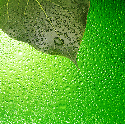 포토 JPG 해외이미지 백그라운드 잎 표면 날씨 추상 건강 사람없음 초록색 물 환경 거품 물방울 액체 떨어짐 빨래 빗방울 에코 질감 해외202004 해외포토 자연요소 식물 컬러 컨셉 가사 무늬 비_날씨 파일형식 이미지허브