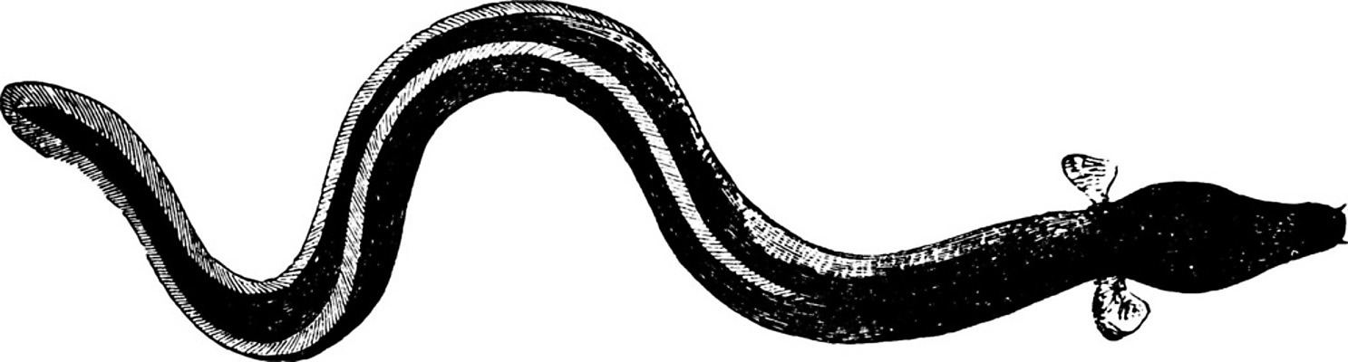 EPS 해외이미지 선 일러스트 검은색 수확 흰색 장어 그림 날카로움 5 파운드 판화 해외202004 해외일러스트 컬러 돈 농업 어류 미술 숫자 파일형식 벡터 이미지허브