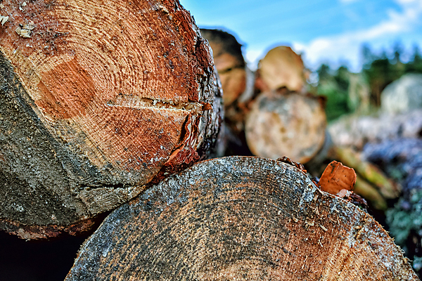 포토 JPG 해외이미지 모양 나무 산업 조각 백그라운드 자연 불 추상 사람없음 목재 갈색 쌓기 환경 에너지 시골 반지 소나무 원형 거친 닫기 주식 숲 장작 자르기 질감 날것 통나무 나무껍질 잡동사니 내추럴 벌목 삼림지대 수목 옛날 해외202004 해외포토 자연요소 도형 식물 컬러 무늬 재료 장신구 모션 금융 껍질 생태계 파일형식 이미지허브
