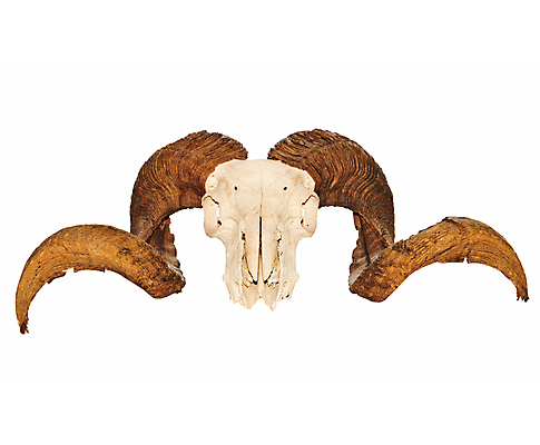 포토 JPG 해외이미지 동물 교육 야생동물 과학 해부 염소 뼈 뿔 사람없음 머리 할로윈 흰색 죽음 양 조직 보호 큼 트로피 뇌 생물학 나쁜 고립 램 이마 해골모형 오싹 해외202004 해외포토 컬러 컨셉 포유류 의학 신체부위 모형 크기 상_우승 파일형식 이미지허브