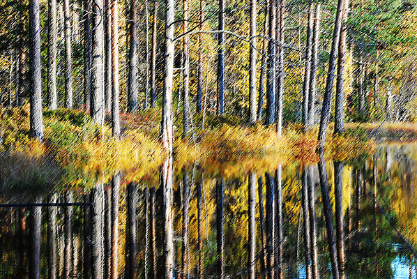 포토 JPG 해외이미지 나무 호수 잎 사람없음 물 반사 노란색 가을 숲 해외202004 해외포토 자연요소 식물 계절 컬러 파일형식 이미지허브