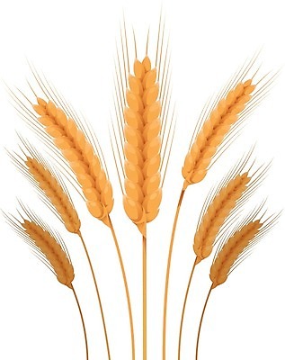EPS 해외이미지 식물 디자인 계절 음식 빵 백그라운드 농업 오렌지 일러스트 자연 건강 옥수수 씨앗 여름 농작물 농장 갈색 노란색 수확 가을 흰색 황금 낟알 시리얼 밀 다발 심볼 오브젝트 유기농 보리 귀 밀가루 스파이크 내추럴 고립 밭일 숙성 호밀 해외202004 해외일러스트 웰빙 산업 컬러 과일 곡류 신체부위 가루 생태계 파일형식 벡터 이미지허브
