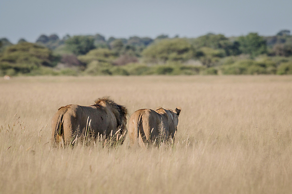 포토 JPG 해외이미지 동물 야생동물 여행 포유류 아프리카 자연 생물 털 동물원 사람없음 환경 고양이 힘 분노 황무지 위험 사자 큼 왕 모피 사파리 리더 육식동물 사냥꾼 멸종 사자자리 표범 내추럴 사바나 웅장함 해외202004 해외포토 직업 감정 나라 컨셉 반려동물 별자리 크기 생태계 파일형식 이미지허브