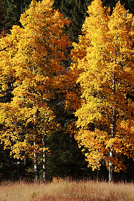 포토 JPG 해외이미지 나무 계절 잎 캐나다 날리기 바람 사람없음 빛 햇빛 태양 노란색 추위 가을 소프트포커스 숲 시원함 10월 미루나무 밴프 앨버타 로키산맥 해외202004 해외포토 자연요소 식물 컬러 북아메리카 모션 날씨 산 촬영기법 날짜 파일형식 이미지허브