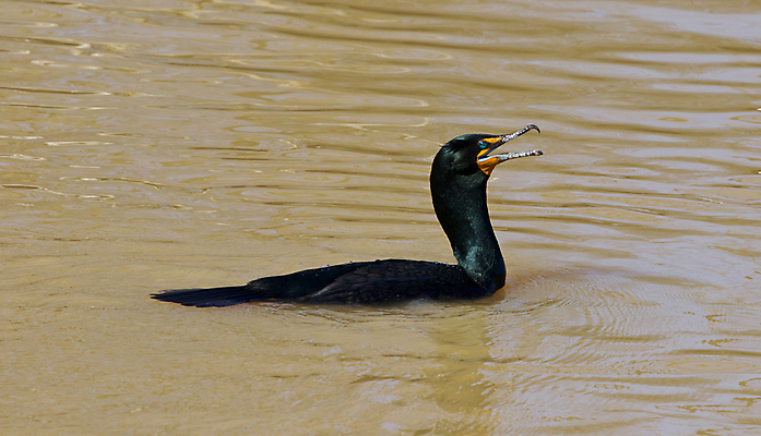 포토 JPG 해외이미지 신체 발 함께함 사람없음 물 놀람 거울 중앙 큼 꼬리 갈기 목 물새 물갈퀴 계산서 더블 흥미 해외202004 해외포토 자연요소 감정 컨셉 조류 표정 신체부위 크기 파일형식 이미지허브