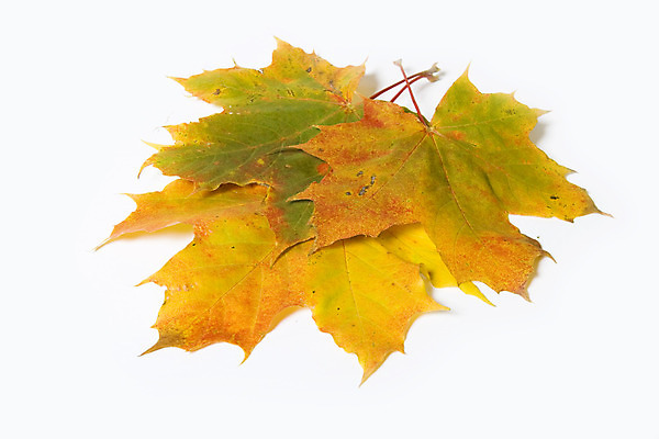 포토 JPG 해외이미지 나무 식물 응시 계절 백그라운드 단풍 잎 자연 사람없음 노란색 가을 흰색 최고 숲 9월 11월 즐거움 만족 10월 고립 넘어짐 우수 해외202004 해외포토 시선 감정 컬러 모션 날짜 절기 생태계 파일형식 이미지허브