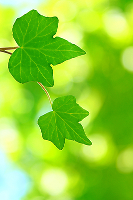 포토 JPG 해외이미지 나무 식물 백그라운드 단풍 잎 자연 아침 추상 건강 사람없음 야외 초록색 여름 파란색 빛 햇빛 환경 정원 맑음 화목 봄 성장 흰색 신선 닫기 숲 이슬 순수 유기농 아이비 내추럴 떠남 생태학 해외202004 해외포토 주간 웰빙 계절 교육 컬러 컨셉 무늬 모션 날씨 태양 생태계 파일형식 이미지허브