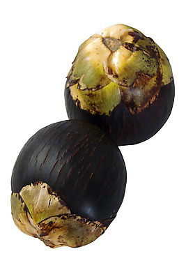 포토 JPG 해외이미지 식물 잎 태국 자연 사람없음 세로 흰색 열대기후 해외202004 해외포토 아시아 컬러 생태계 파일형식 이미지허브