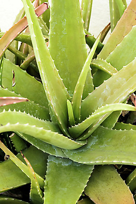 포토 JPG 해외이미지 식물 줄기 잎 자연 선인장 건강 사람없음 치료 초록색 물 약 스파 화장품 활발 젖음 성장 신선 떨어짐 허브 피부 피부관리 내추럴 알로에 해외202004 해외포토 자연요소 컬러 컨셉 의학 신체부위 뷰티 생태계 파일형식 이미지허브