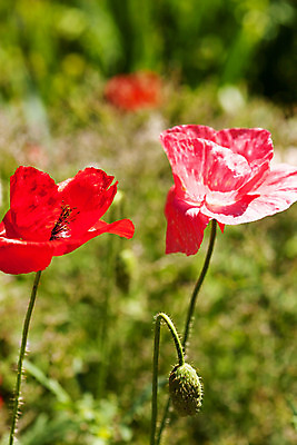 포토 JPG 해외이미지 식물 계절 꽃 줄기 잎 밭 농업 자연 친절 풍경 사람없음 빨간색 초록색 여름 햇빛 농장 정원 침묵 봄 벚꽃 시골 땅 허브 아로마 양귀비 향 진홍색 내추럴 해외202004 해외포토 산업 컬러 태양 소리 생태계 파일형식 이미지허브