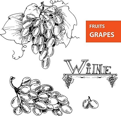 EPS 해외이미지 클립아트 식물 열매 선 음식 잎 농업 과일 일러스트 자연 포도 잉크 흑백 씨앗 장식 와인 수확 흰색 나뭇가지 스케치 다발 묘사 오브젝트 그림 포도밭 손그림 포도나무 판화 고립 그런지 숙성 채식주의자 스타일 비건 해외202004 해외일러스트 나무 산업 컬러 밭 주류 촬영기법 미술 과일나무 생태계 채식 파일형식 벡터 이미지허브
