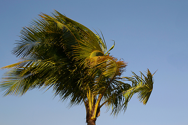 포토 JPG 해외이미지 나무 식물 잎 자연 하늘 바람 손바닥 사람없음 초록색 코코넛 내추럴 떠남 해외202004 해외포토 자연요소 손 컬러 과일 모션 날씨 생태계 파일형식 이미지허브