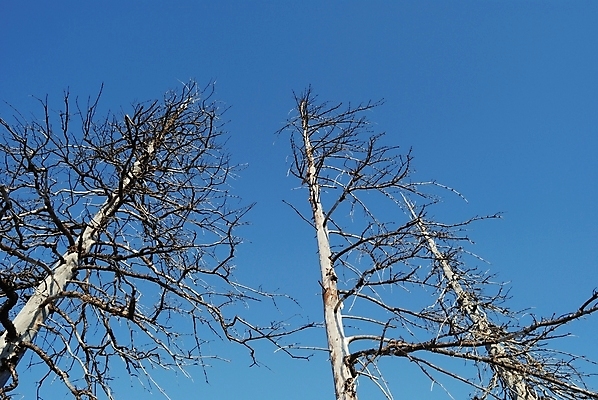 포토 JPG 해외이미지 나무 구름 자연 하늘 건조 풍경 사람없음 목재 파란색 회색 죽음 숲 생태학 옛날 해외202004 해외포토 자연요소 식물 교육 컬러 재료 생태계 파일형식 이미지허브