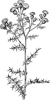 EPS 해외이미지 식물 꽃 선 잎 캐나다 일러스트 미술 검은색 수확 흰색 그림 판화 엉겅퀴 해외202004 해외일러스트 컬러 북아메리카 농업 문화예술 파일형식 벡터 이미지허브
