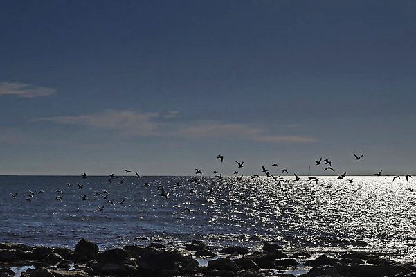 포토 JPG 해외이미지 동물 계절 유럽 파도 바다 여행 자연 갈매기 조류 아침 풍경 해변 사람없음 야외 물 빛 반사 평화 검은색 안개 가을 바위 흰색 도시 은색 불가리아 해외202004 해외포토 주간 자연요소 나라 컬러 컨셉 날씨 돌_바위 생태계 파일형식 남유럽 이미지허브