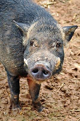 포토 JPG 해외이미지 동물 응시 남자 얼굴 야생동물 잎 겨울 포유류 자연 생물 털 사람없음 야외 목재 빨간색 초록색 빛 컬러풀 갈색 머리 환경 봄 가을 흰색 돼지 티켓 주식 숲 무서움 사냥 귀 주둥이 헝가리 멧돼지 옛날 해외202004 해외포토 나무 식물 시선 계절 감정 컬러 재료 사람 신체부위 금융 생태계 동유럽 파일형식 이미지허브