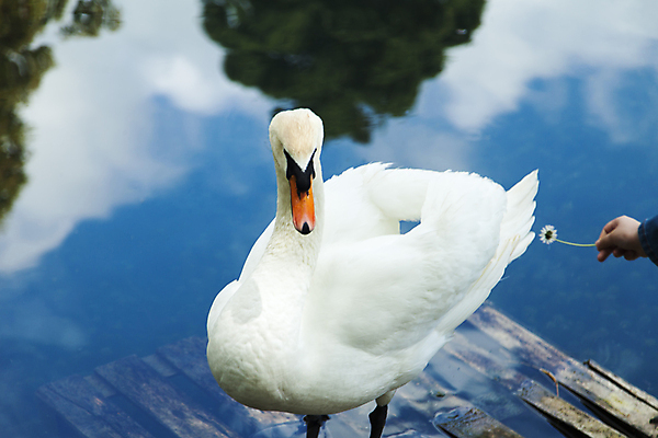 포토 JPG 해외이미지 동물 호수 물결 야생동물 백그라운드 날개 자연 조류 사랑 풍경 사람없음 야외 초록색 물 여름 파란색 빛 강 반사 평화 검은색 수영 침묵 거울 흰색 연못 우아함 심볼 순수 깃털 런던 부리 백조 장면 목 내추럴 단아함 벙어리 웅장함 해외202004 해외포토 자연요소 계절 감정 컬러 컨셉 영국 신체부위 소리 수상스포츠 생태계 파일형식 이미지허브