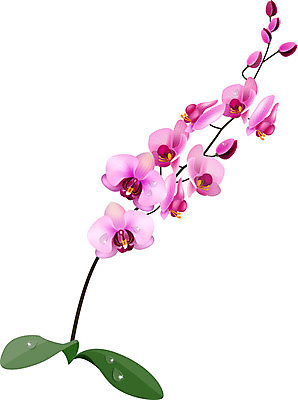 EPS 해외이미지 식물 꽃잎 꽃 줄기 분홍색 꽃다발 백그라운드 잎 꽃무늬 일러스트 자연 휴가 컵 빨간색 초록색 여름 정원 보라색 봄 벚꽃 흰색 나뭇가지 인사 신용카드 개화 난초 숲 이슬 오브젝트 그림 냄새 아로마 호접란 꿀 잡종 고립 이국적 해외202004 해외일러스트 나무 식기 계절 컬러 무늬 금융 예절 생태계 파일형식 벡터 이미지허브