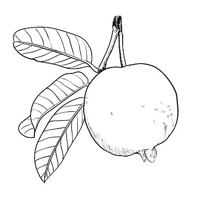 EPS 해외이미지 손 디자인 음식 백그라운드 잎 다이어트 과일 일러스트 자연 건강 정원 흰색 신선 달콤 심볼 오브젝트 싱글 그림 유기농 날것 내추럴 고립 숙성 채식주의자 해외202004 해외일러스트 식물 웰빙 컬러 신체부위 맛 생태계 채식 파일형식 벡터 이미지허브