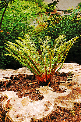 포토 JPG 해외이미지 식물 잎 자연 사람없음 초록색 정원 봄 성장 열대우림 양치류 이국적 해외202004 해외포토 계절 컬러 숲 생태계 파일형식 이미지허브