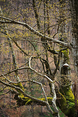 포토 JPG 해외이미지 나무 식물 계절 공원 백그라운드 잎 꽃무늬 자연 새로움 이끼 풍경 사람없음 야외 초록색 여름 빛 노란색 봄 성장 벚꽃 흰색 나뭇가지 시골 신선 숲 4월 언덕 보케 장면 고립 우크라이나 혼자 해외202004 해외포토 공공시설 꽃 유럽 컬러 컨셉 무늬 날짜 생태계 파일형식 이미지허브