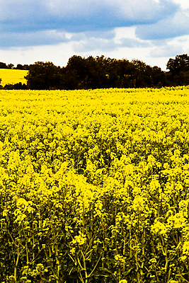 포토 JPG 해외이미지 나무 식물 구름 꽃 음식 잎 밭 농업 자연 하늘 콩 풍경 사람없음 야외 가로 초록색 빛 농작물 햇빛 태양 농장 봄 성장 벚꽃 시골 개화 분위기 스페인 장면 대두 땅바닥 수평선 해외202004 해외포토 자연요소 계절 유럽 산업 컬러 컨셉 곡류 바닥 생태계 파일형식 이미지허브