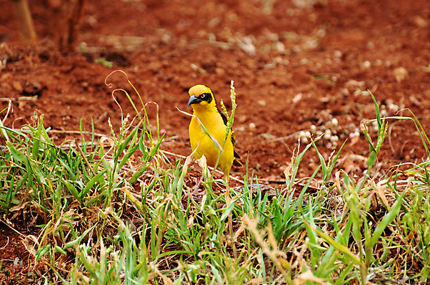 포토 JPG 해외이미지 동물 야생동물 아프리카 조류 사람없음 배고픔 사파리 탄자니아 해외202004 해외포토 나라 파일형식 이미지허브