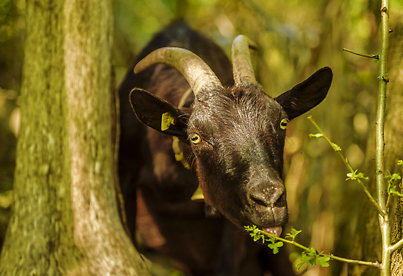 포토 JPG 해외이미지 동물 유럽 얼굴 포유류 자연 염소 털 뿔 사람없음 초록색 농장 농경지 맑음 검은색 봄 목장 종 시골 모피 먹기 스위스 수유 초식 해외202004 해외포토 계절 나라 컬러 농업 모션 날씨 신체부위 생태계 파일형식 이미지허브