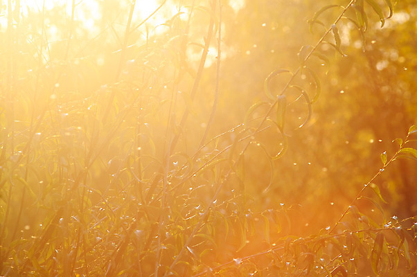 포토 JPG 해외이미지 나무 계절 공원 여행 오렌지 자국 자연 아침 풍경 사람없음 야외 여름 빛 햇빛 태양 평화 일출 환경 맑음 일몰 새벽 산책 하이킹 안개 광선 가을 나뭇가지 황무지 숲 신비 매움 장면 마법 내추럴 강렬 삼림지대 생태학 해외202004 해외포토 주간 자연요소 식물 공공시설 교육 컨셉 과일 레저 날씨 휴식 노을 맛 생태계 파일형식 이미지허브