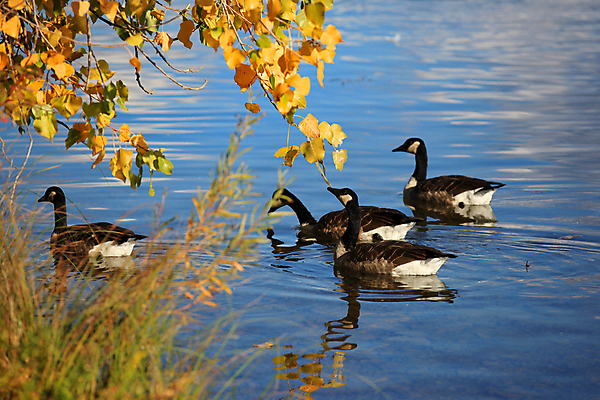 포토 JPG 해외이미지 나무 동물 1 호수 야생동물 파도 백그라운드 잎 조류 오리 사람없음 물 반사 수영 어둠 가을 연못 깃털 싱글 거위 고립 깊이 동물상 잔물결 해외202004 해외포토 자연요소 식물 계절 물결 바다 조형물 수상스포츠 파일형식 이미지허브
